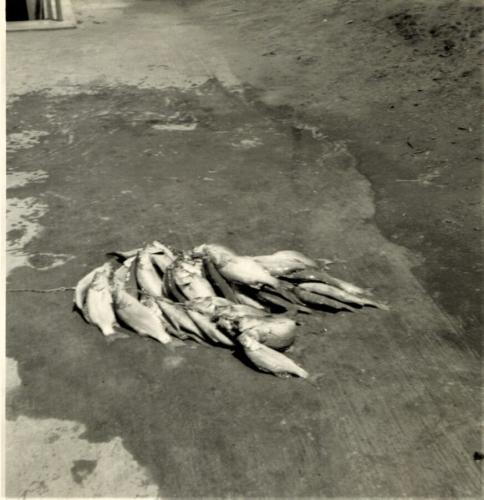 Fish 1